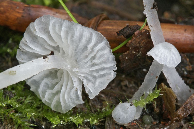 Delicatula integrella (door Gerben Winkel)