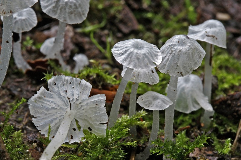 Delicatula integrella (door Gerben Winkel)