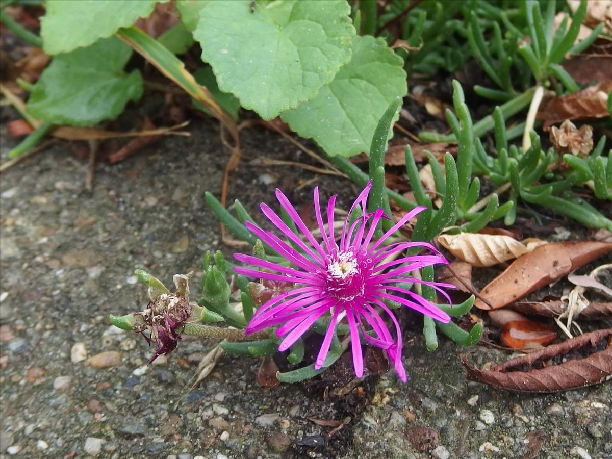 Delosperma cooperi (door Aad van Diemen)