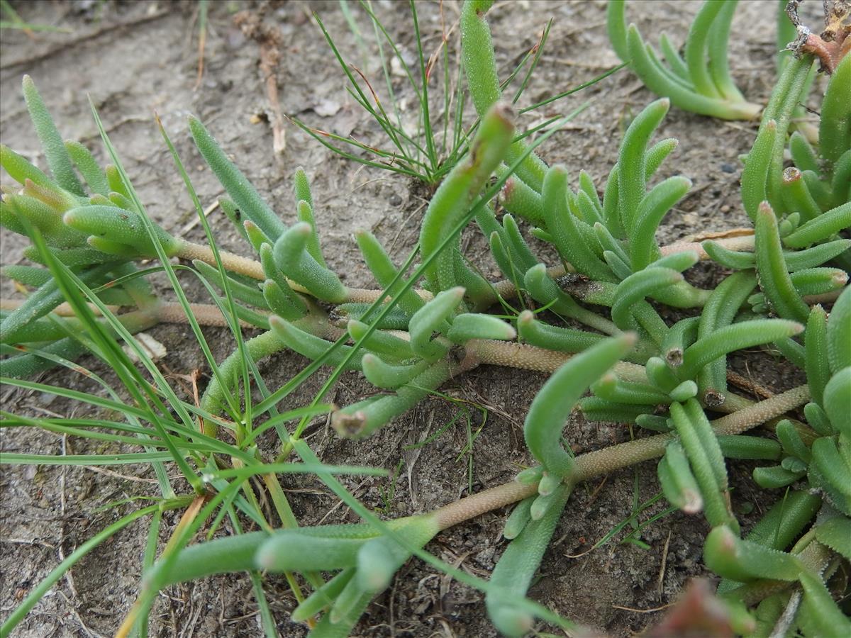 Delosperma cooperi (door Aad van Diemen)