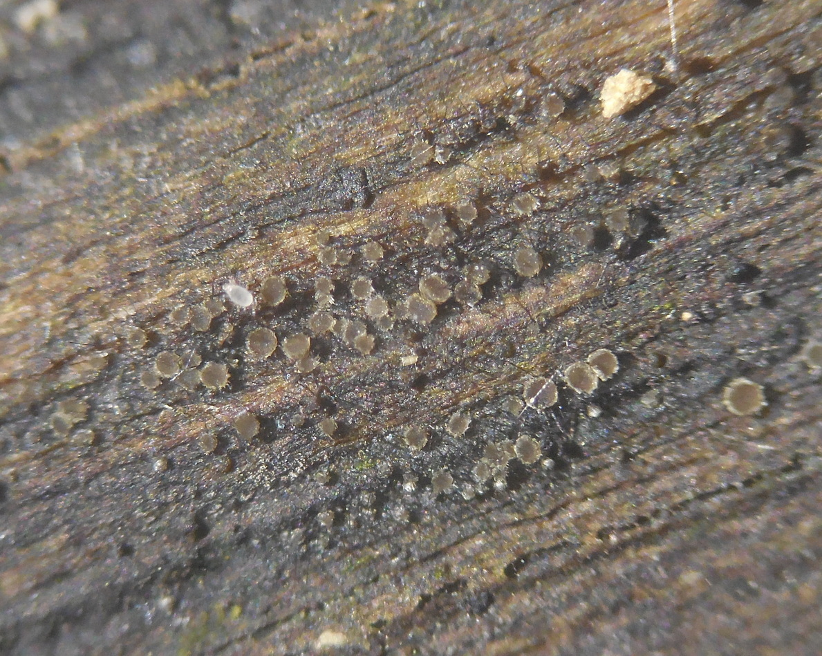 Dematioscypha richonis var. olivacea (door Stip Helleman)