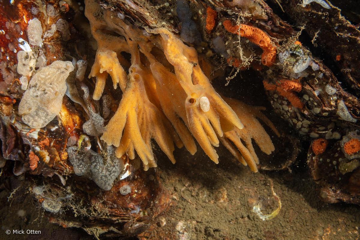 Hymeniacidon perlevis (door Mick Otten)