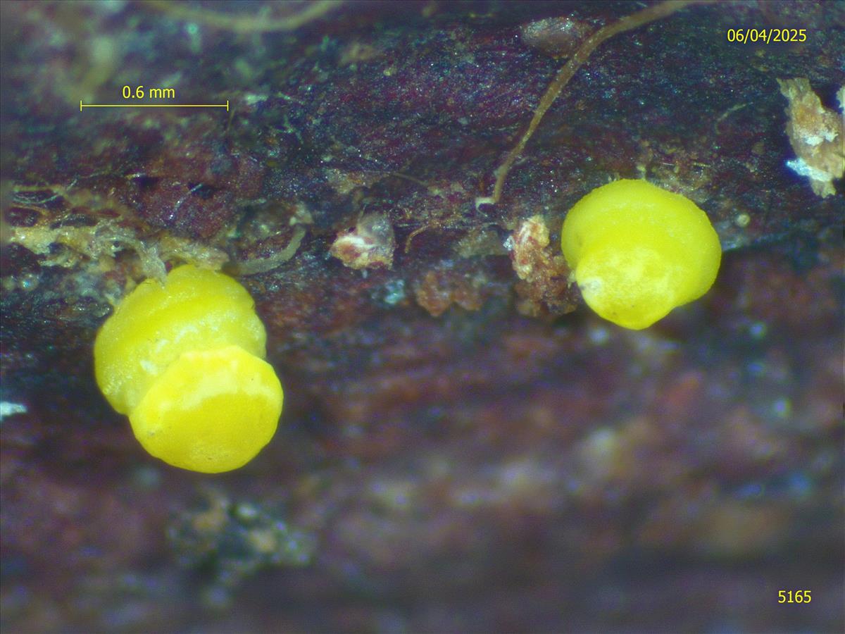 Dendrodochium citrinum (door Eduard Osieck)