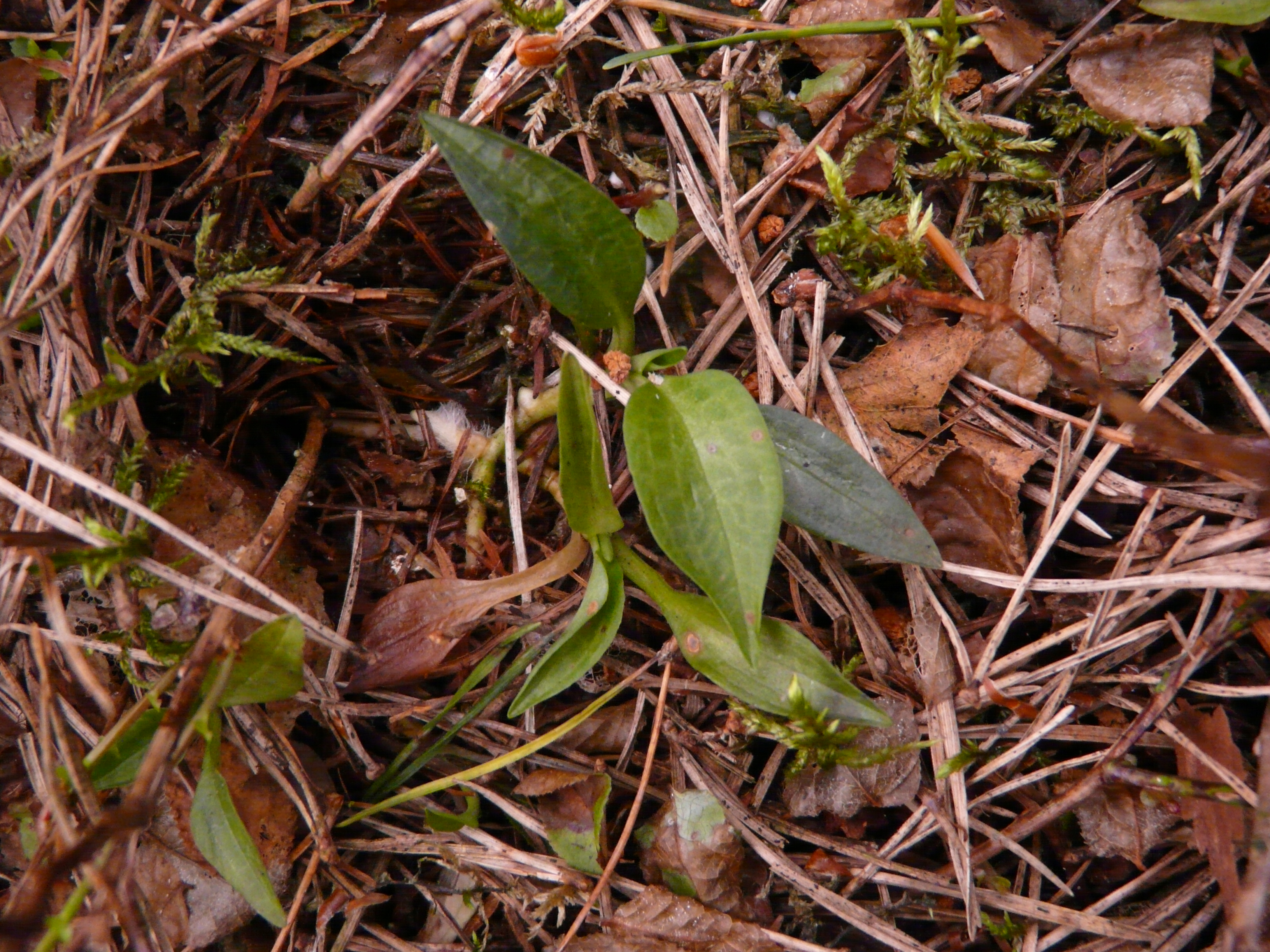 Goodyera repens (door Mariet van Gelder)