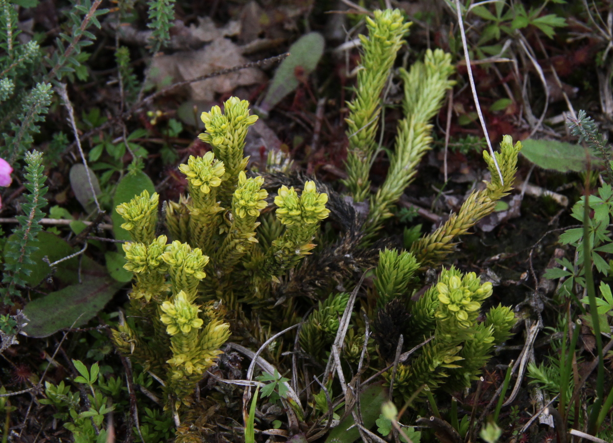 Huperzia selago (door Peter Meininger)