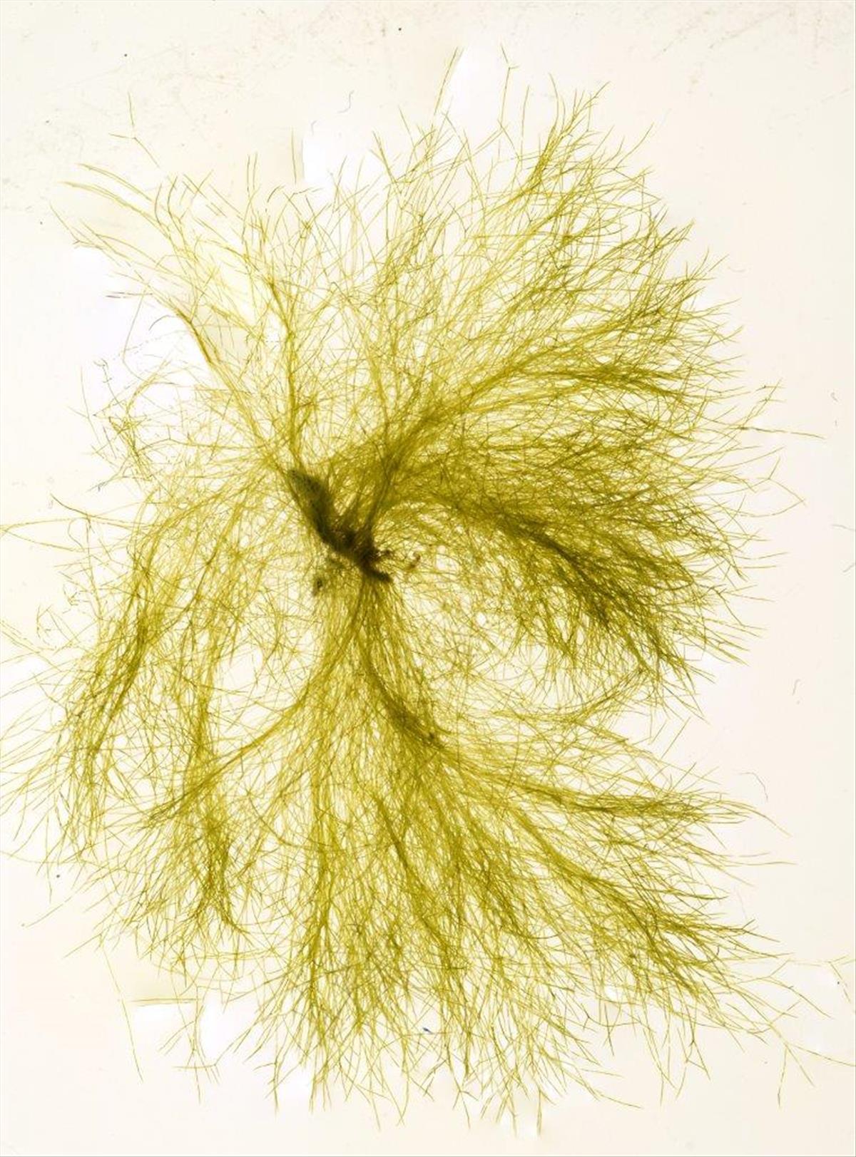 Derbesia marina (door Mart Karremans)