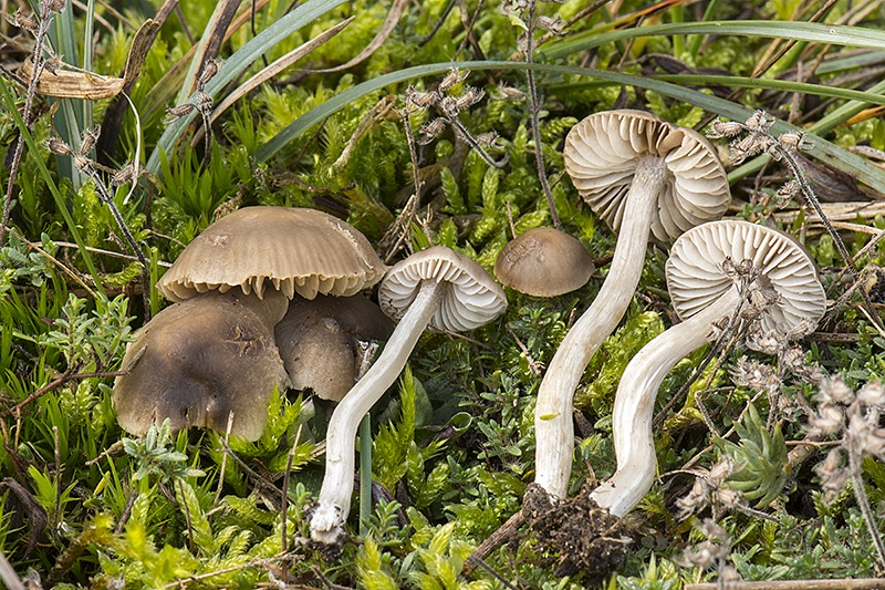 Dermoloma pseudocuneifolium (door Nico Dam)