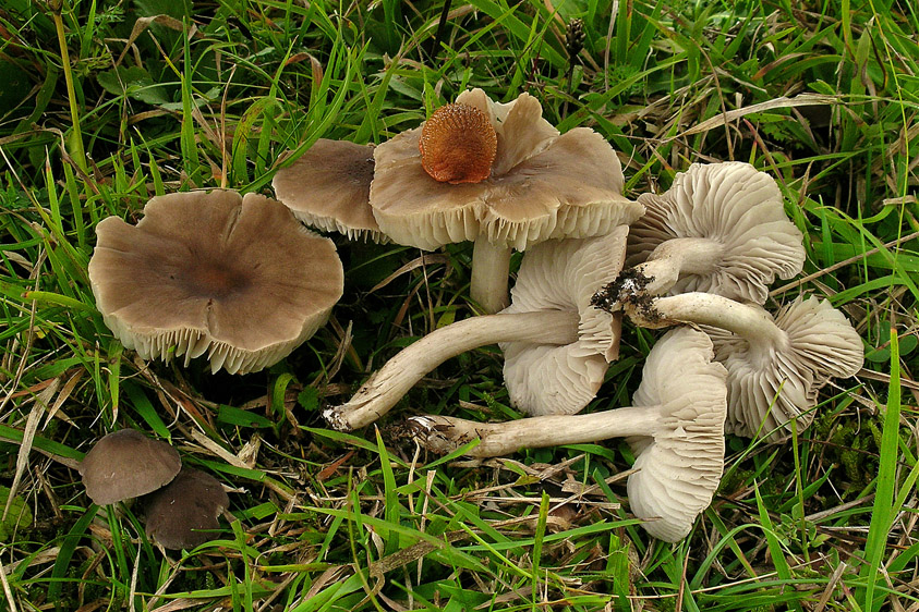 Dermoloma cuneifolium var. cuneifolium (door Henk Huijser)