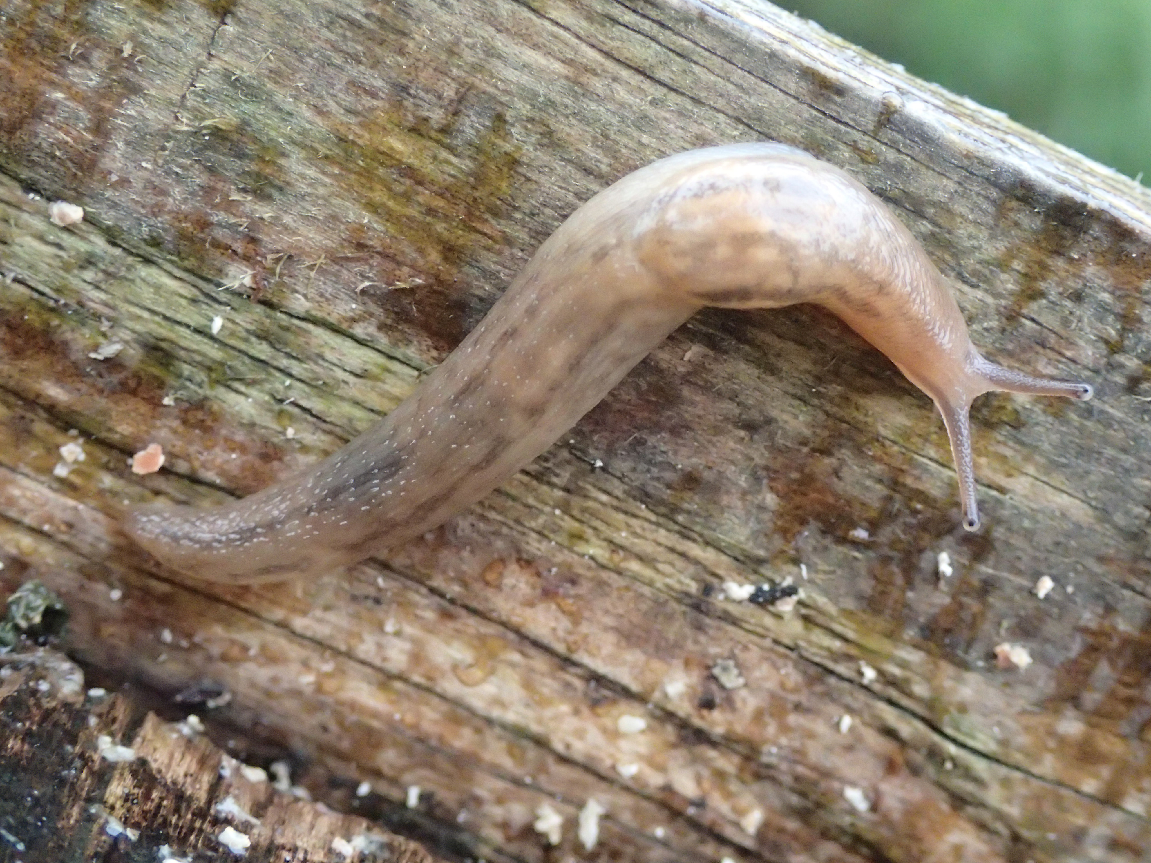 Deroceras reticulatum (door Adrie van Heerden)