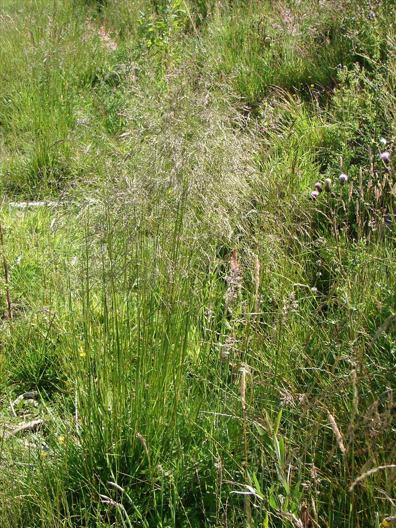 Deschampsia cespitosa (door Adrie van Heerden)