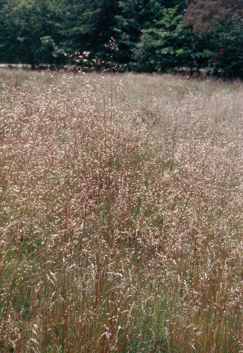 Avenella flexuosa (door Adrie van Heerden)