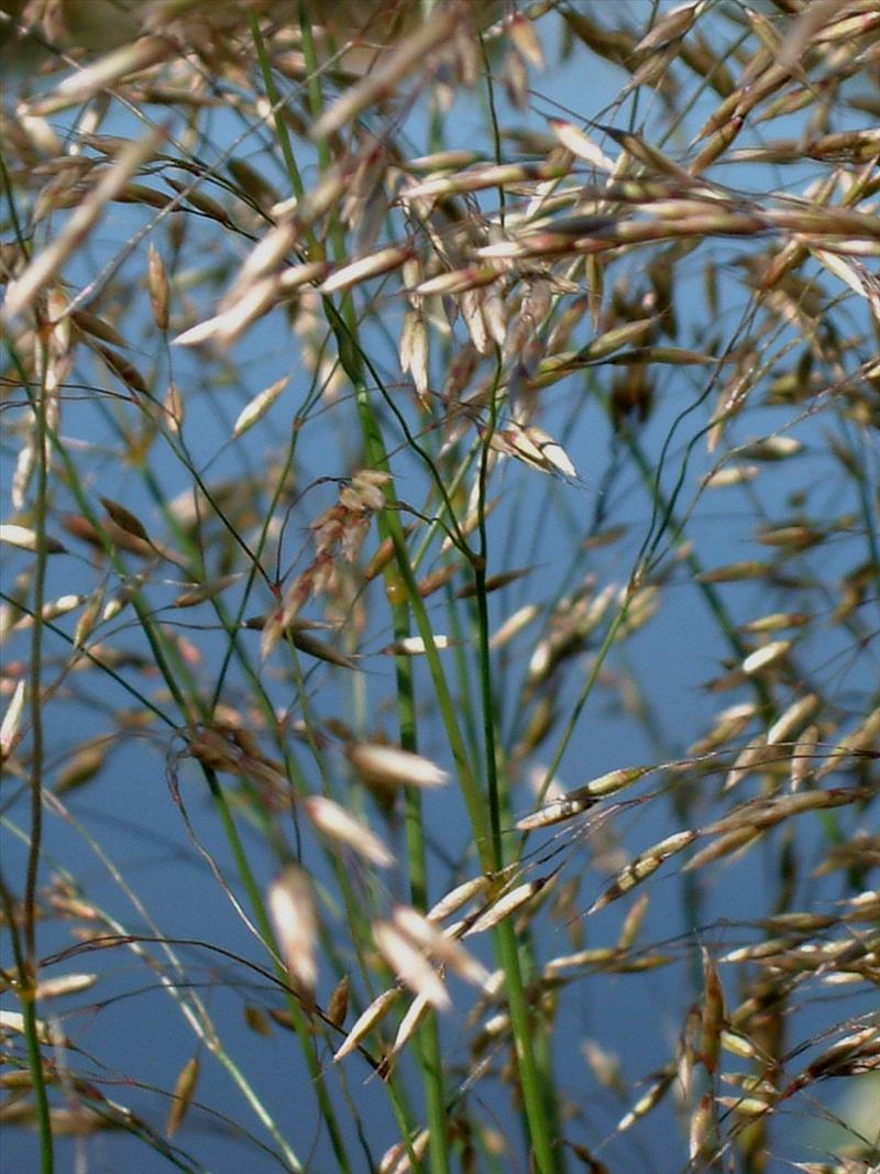 Avenella flexuosa (door Adrie van Heerden)