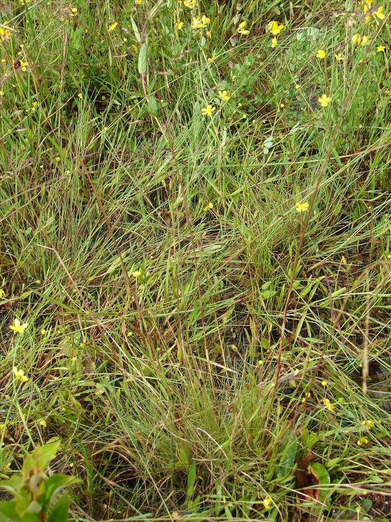 Deschampsia setacea (door Adrie van Heerden)