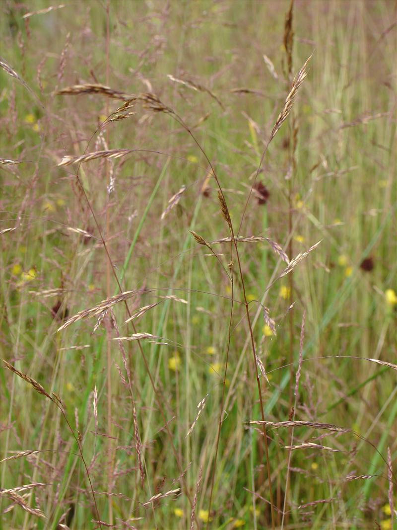 Deschampsia setacea (door Adrie van Heerden)