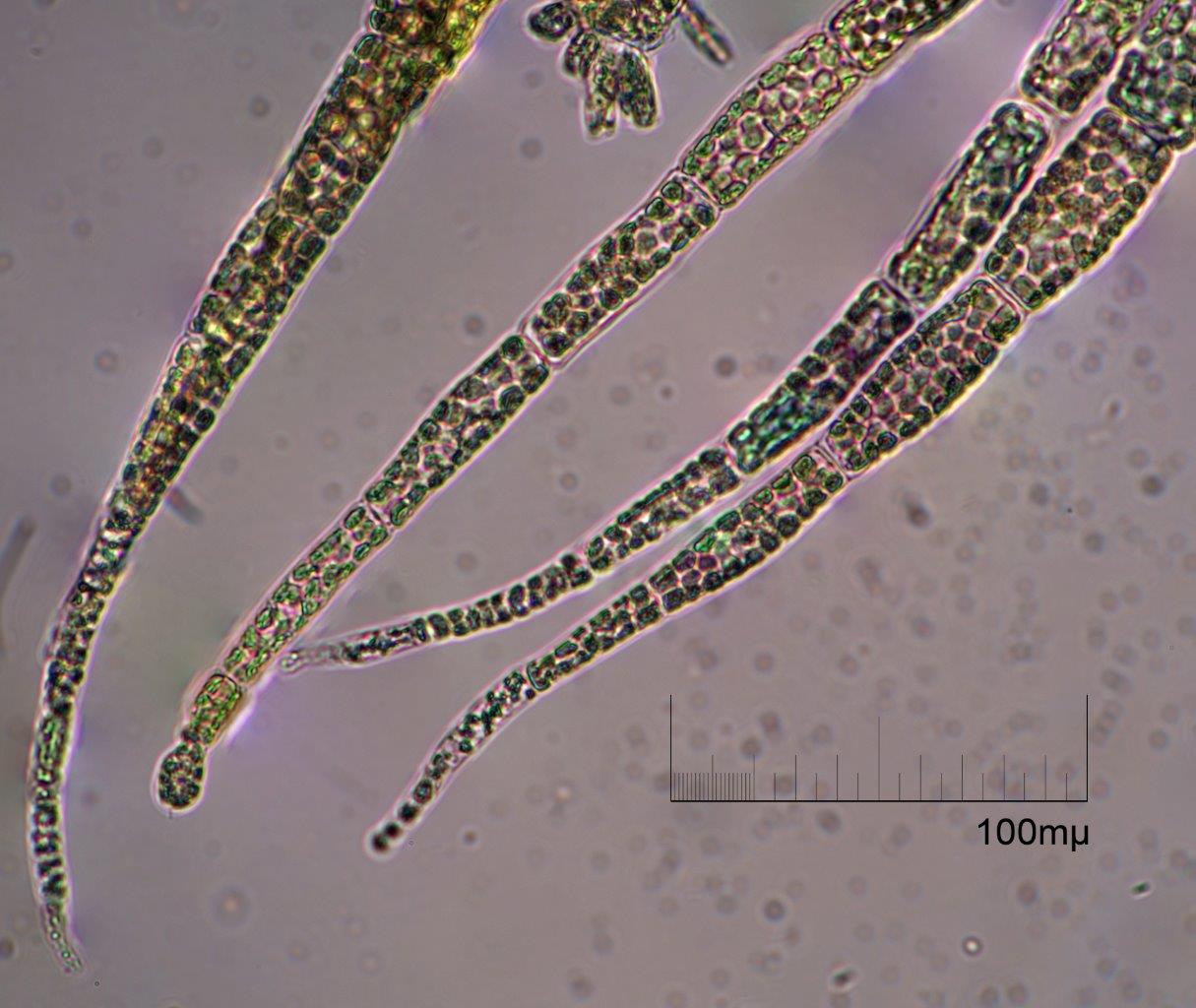 Desmarestia viridis (door Mart Karremans)