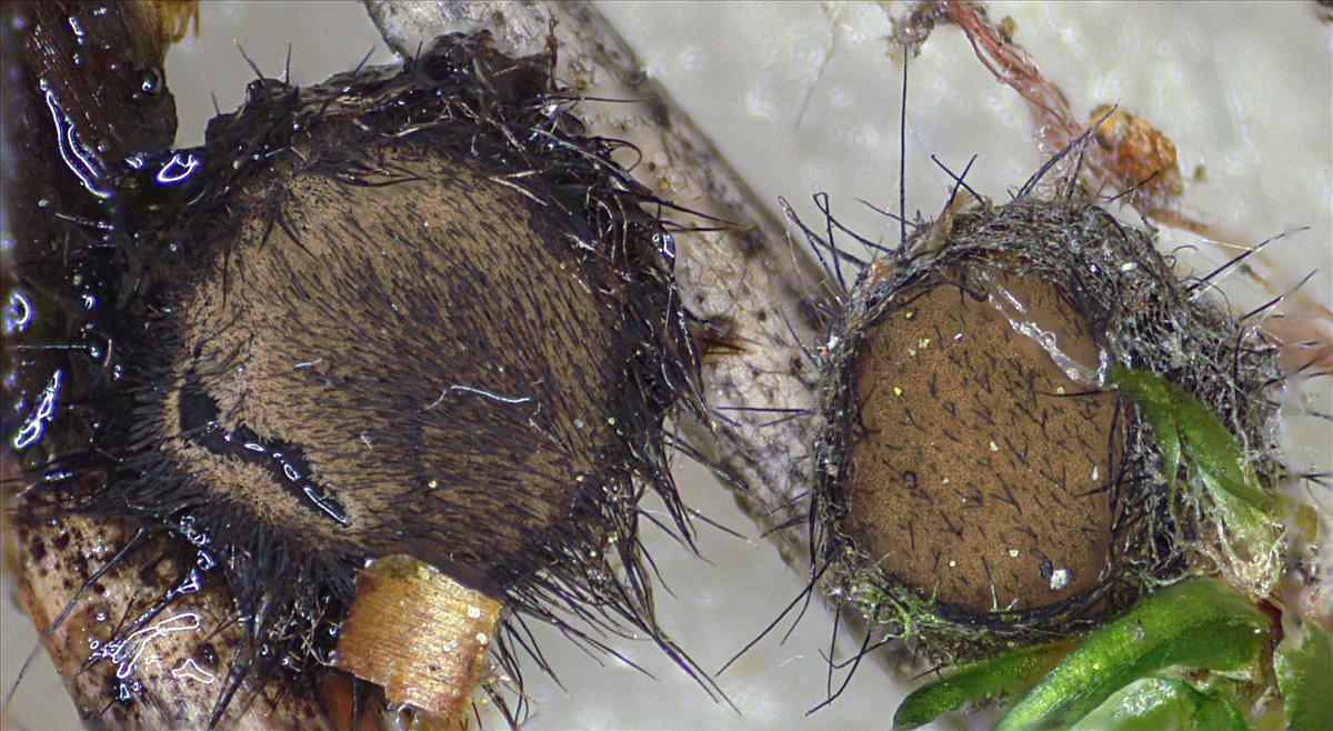 Desmazierella acicola (door Nico Dam)