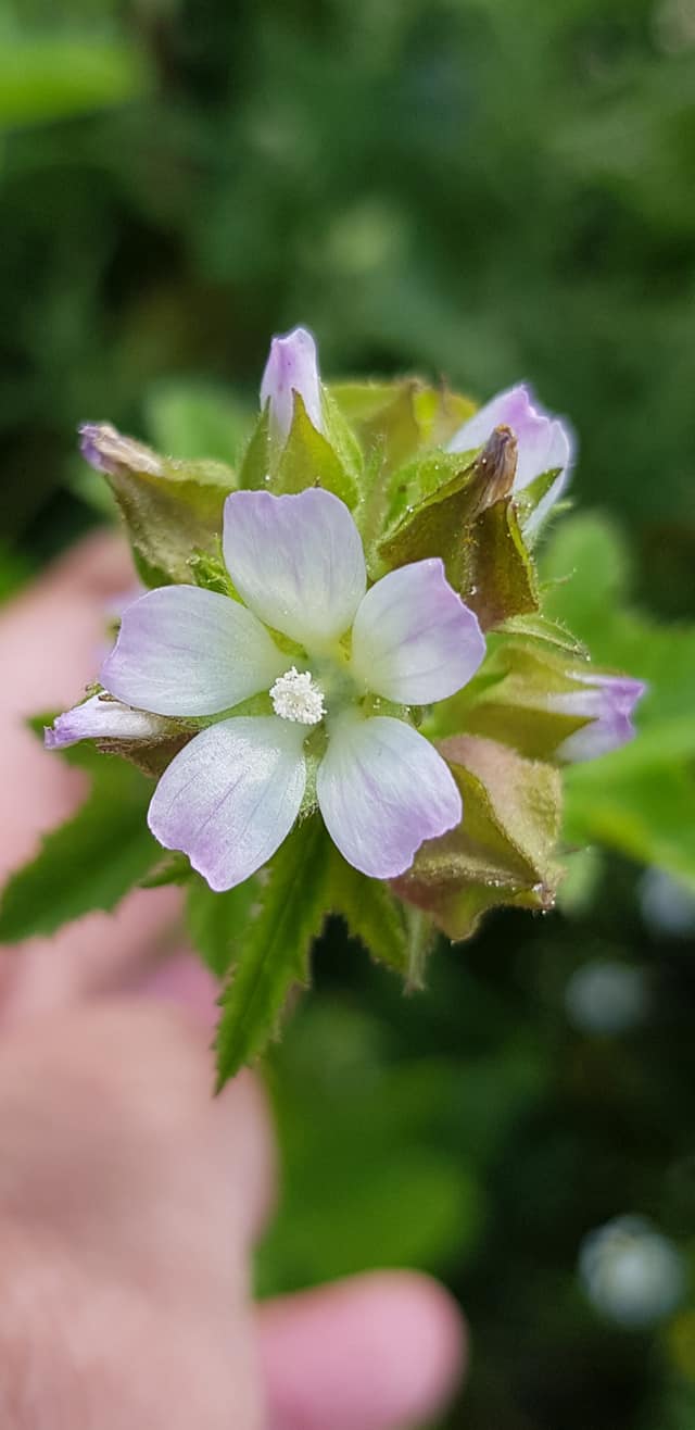 Malva verticillata (door Jannie Adema)