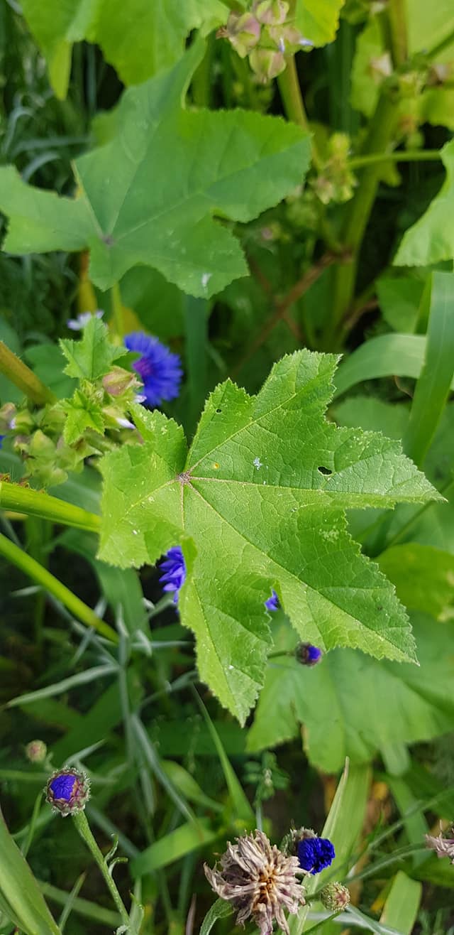 Malva verticillata (door Jannie Adema)