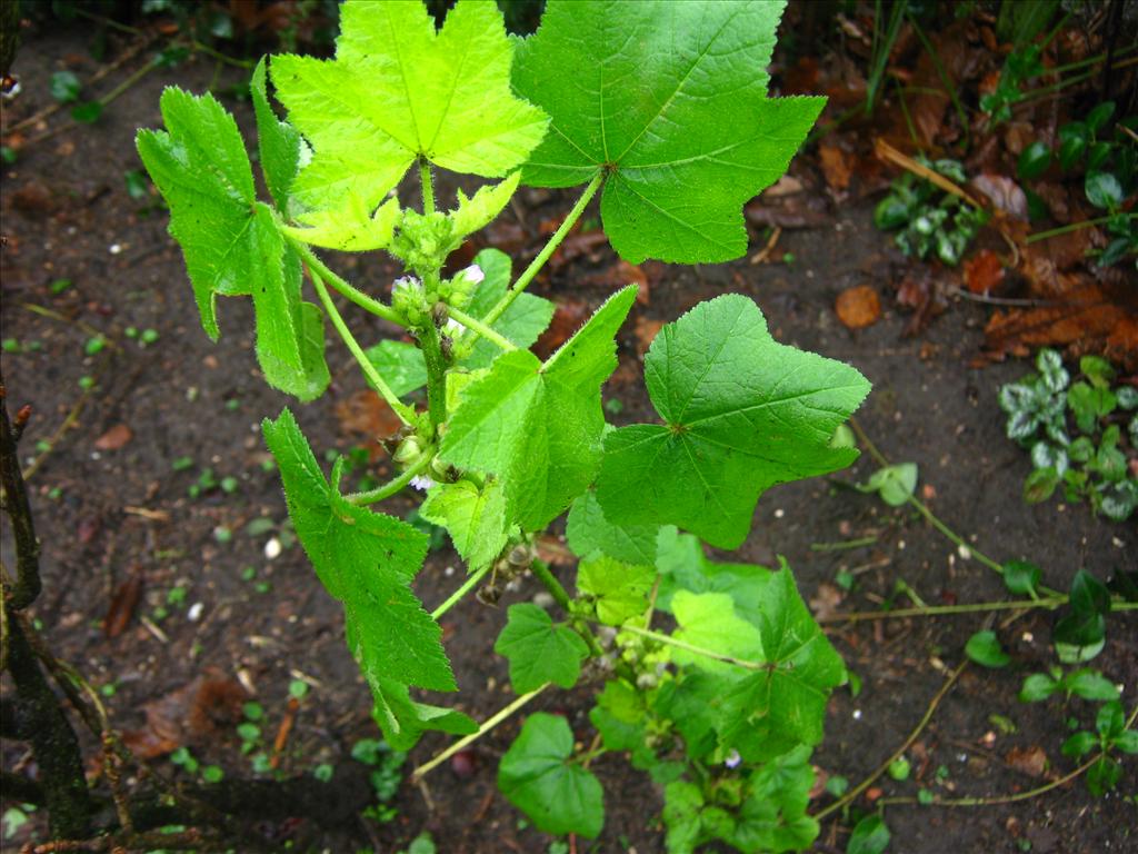 Malva verticillata (door Toon Verrijdt)