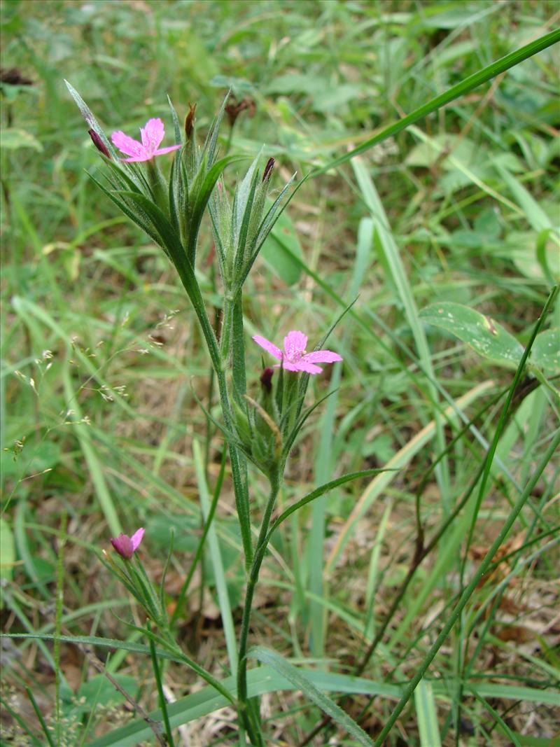 Dianthus armeria (door Adrie van Heerden)