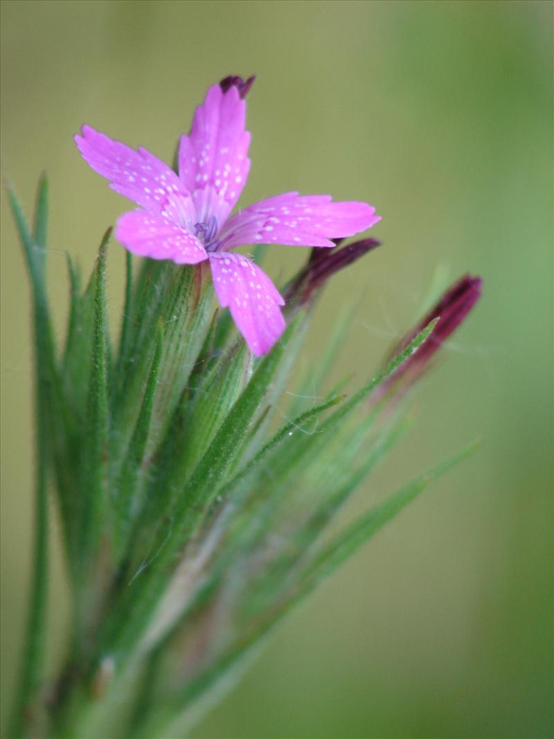 Dianthus armeria (door Adrie van Heerden)