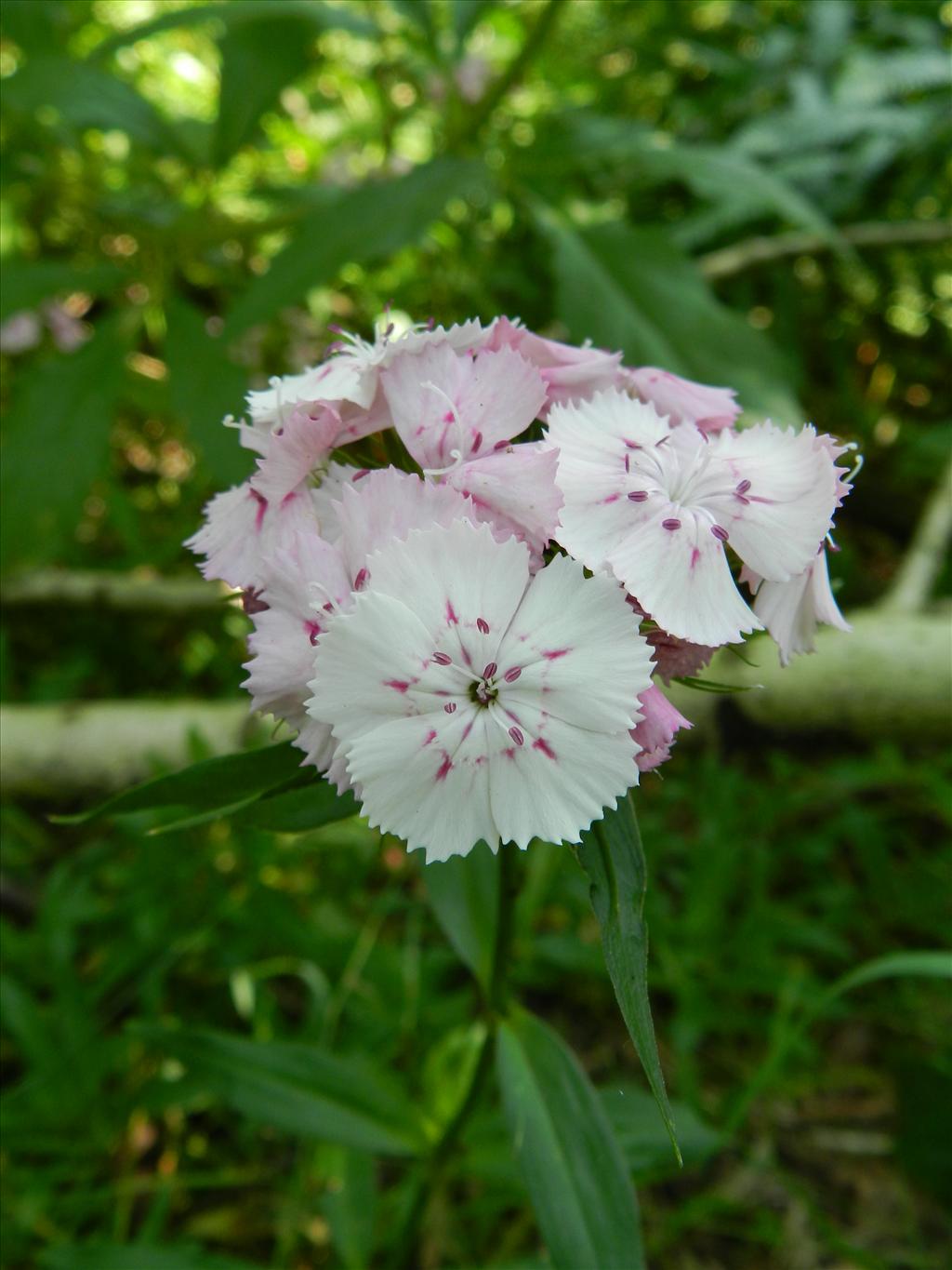 Dianthus barbatus (door Rutger Barendse)