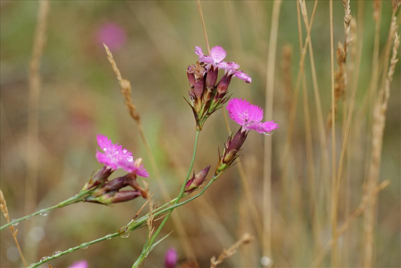 Dianthus deltoides (door Adrie van Heerden)