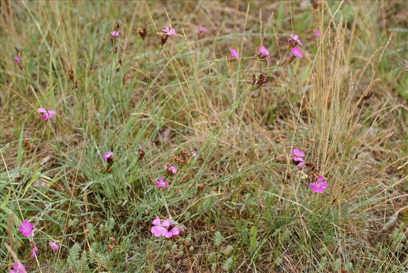 Dianthus deltoides (door Adrie van Heerden)