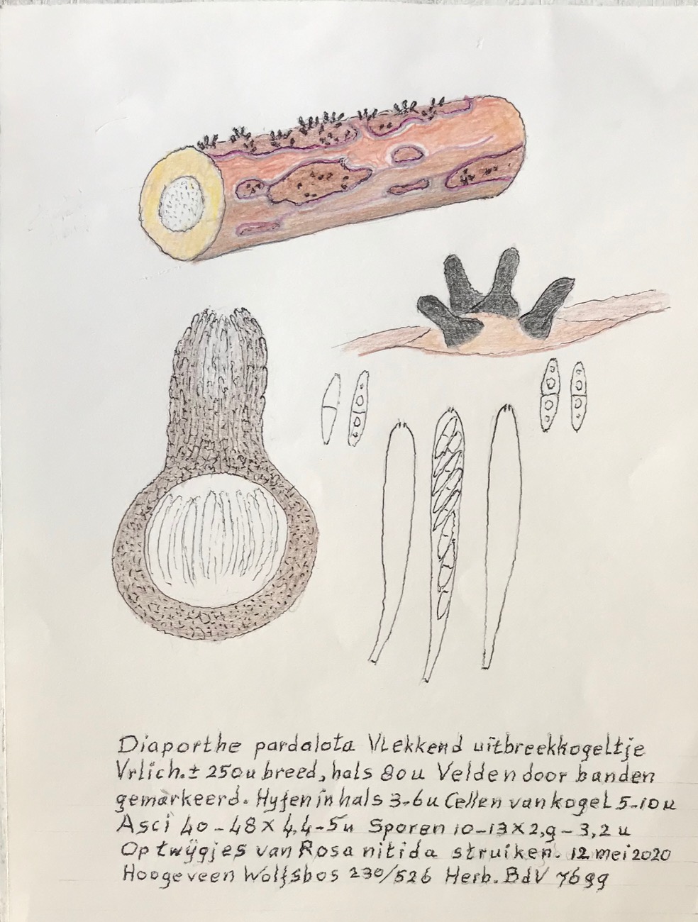 Diaporthe pardalota (door Bernhard de Vries)