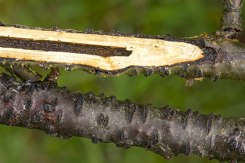 Diaporthe strumella (door Nico Dam)