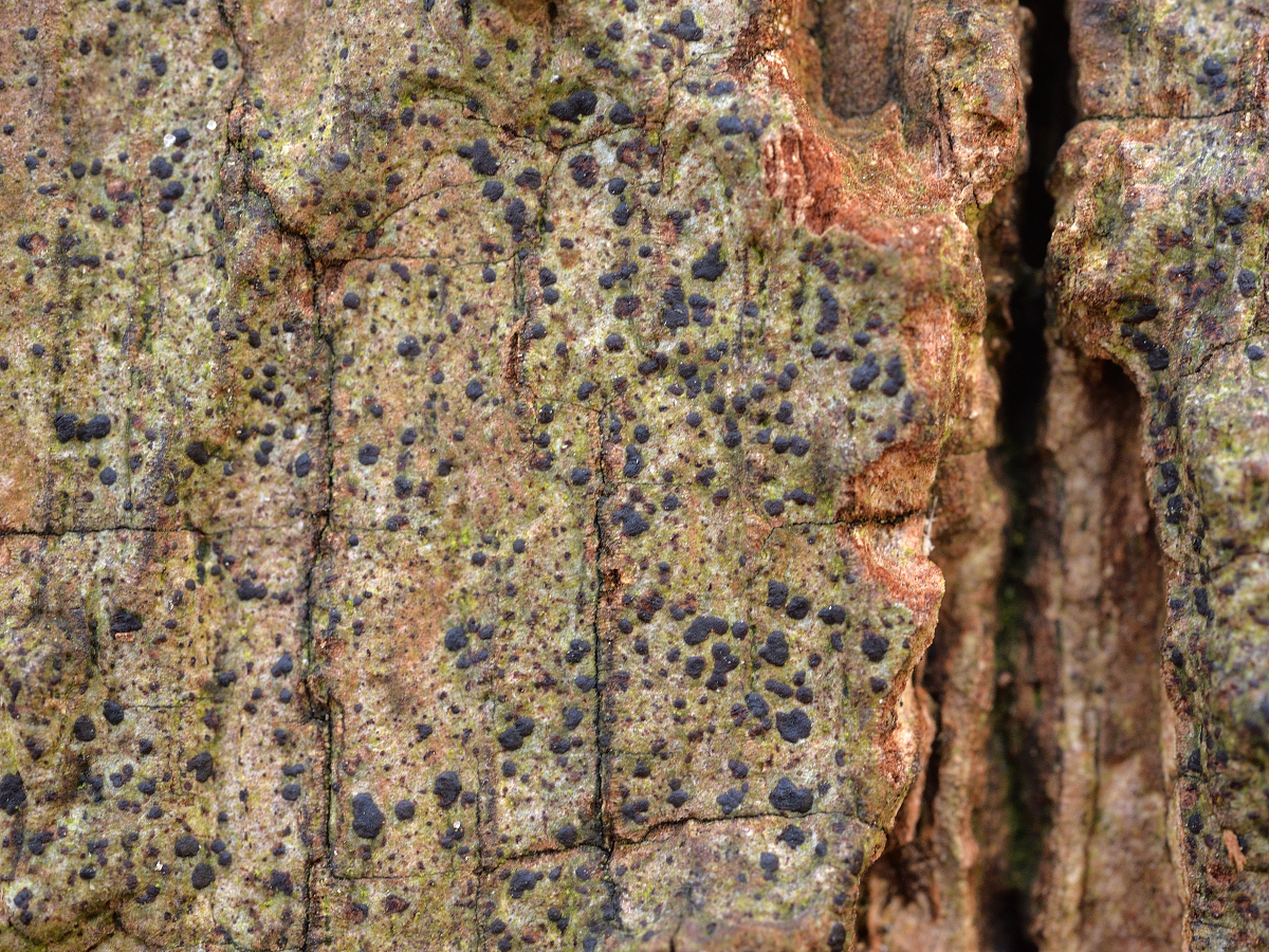Diarthonis spadicea (door Jan Freijer)