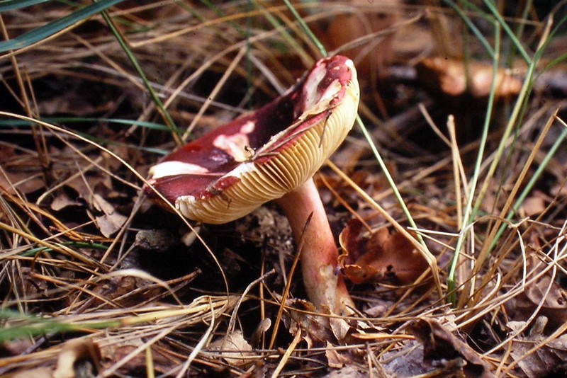 Russula graveolens sl, incl. amoenoides, clavipes, faginea, subrubens (door Aldert Gutter)