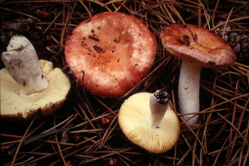 Russula velenovskyi (door Aldert Gutter)