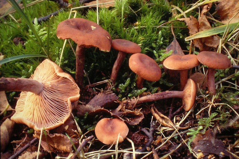 Lactarius camphoratus (door Aldert Gutter)