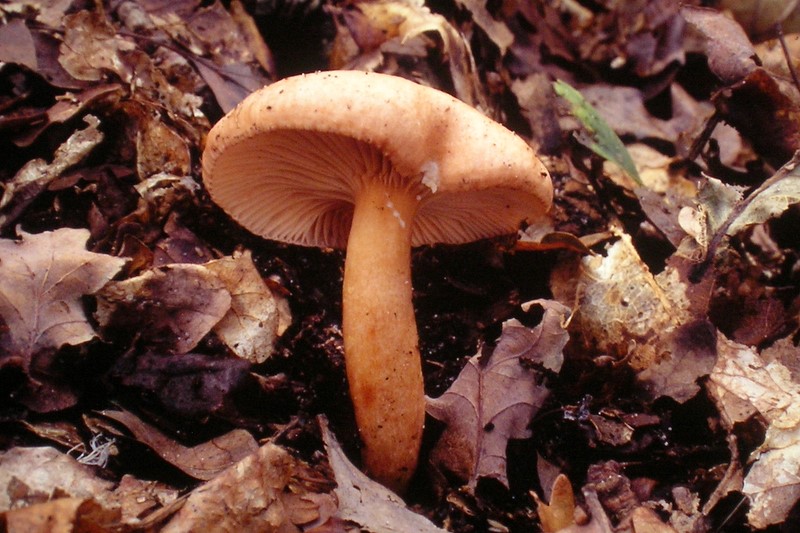 Lactarius decipiens (door Aldert Gutter)