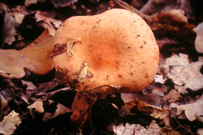 Lactarius decipiens (door Aldert Gutter)