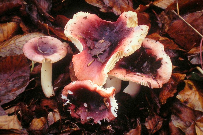 Russula fragilis var. knauthii (door Aldert Gutter)