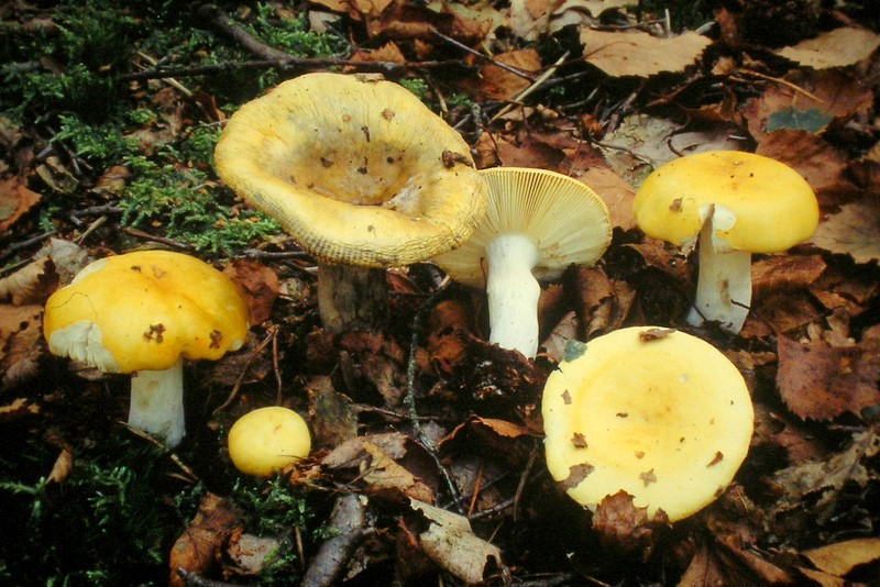 Russula claroflava (door Aldert Gutter)