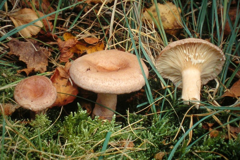 Lactarius vietus (door Aldert Gutter)