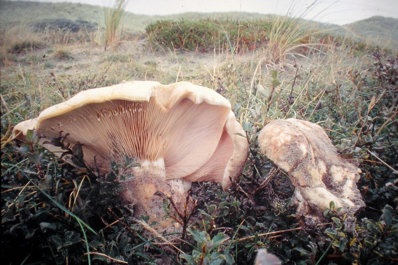 Lactarius controversus (door Aldert Gutter)