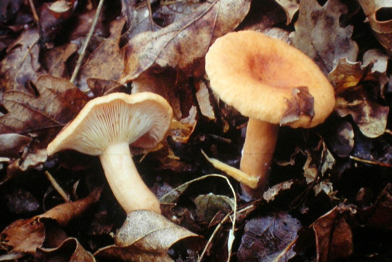 Lactarius tabidus (door Aldert Gutter)