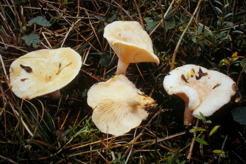 Lactarius pubescens (door Aldert Gutter)