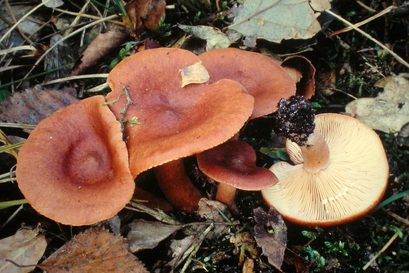 Lactarius rufus (door Aldert Gutter)