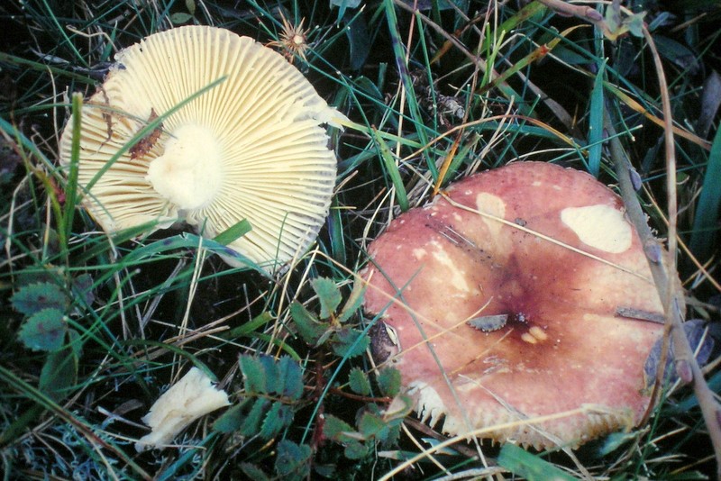 Russula roseocremea (door Aldert Gutter)