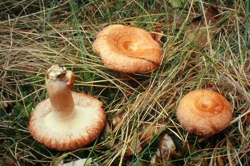 Lactarius torminosus (door Aldert Gutter)