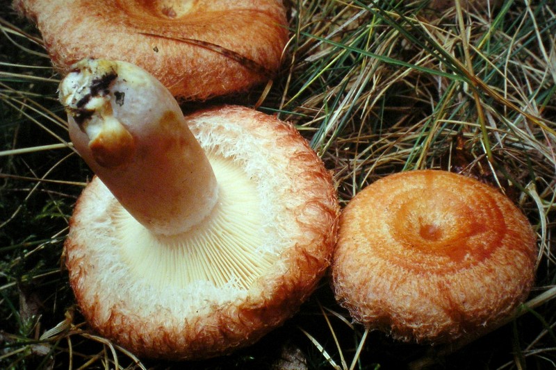 Lactarius torminosus (door Aldert Gutter)