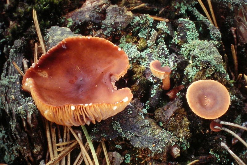 Lactarius hepaticus (door Aldert Gutter)