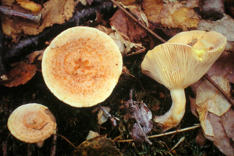 Lactarius chrysorrheus (door Aldert Gutter)