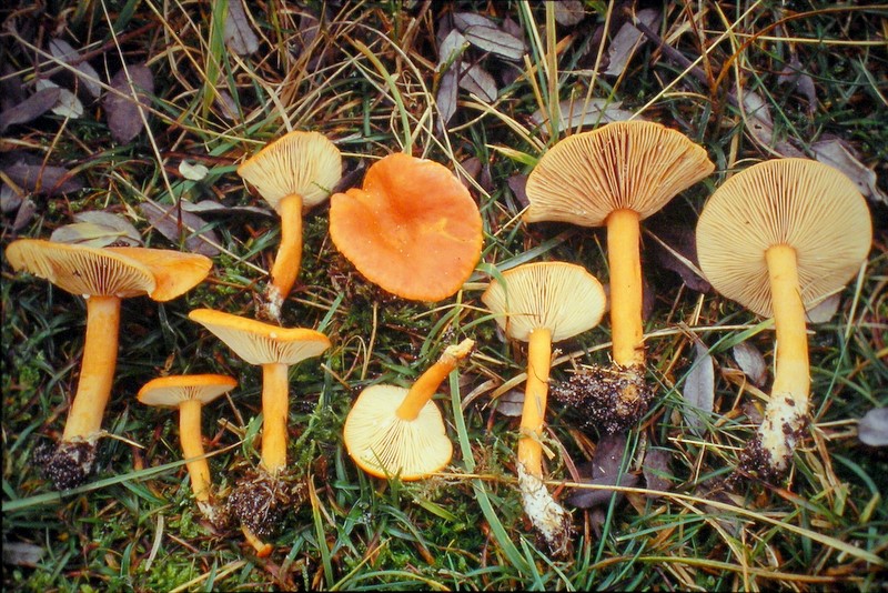 Lactarius aurantiacus (door Aldert Gutter)