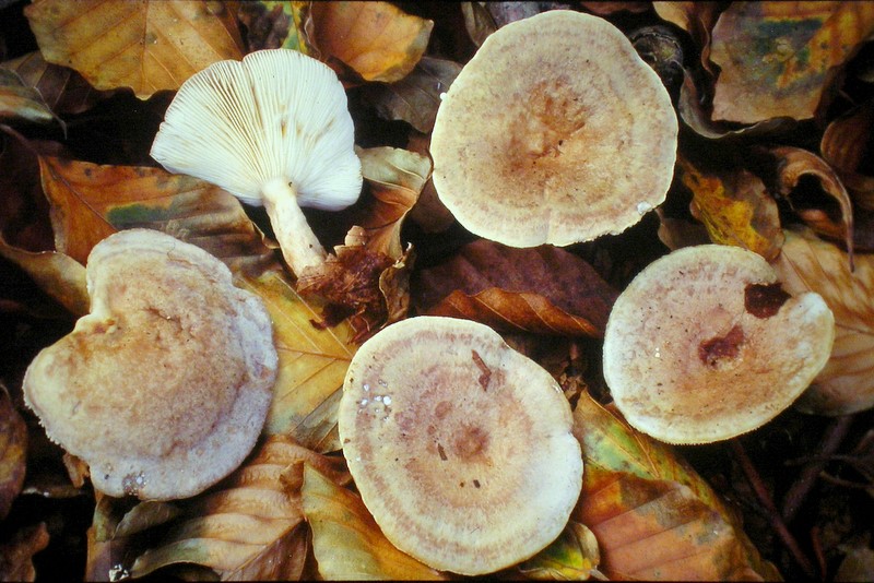 Lactarius blennius (door Aldert Gutter)